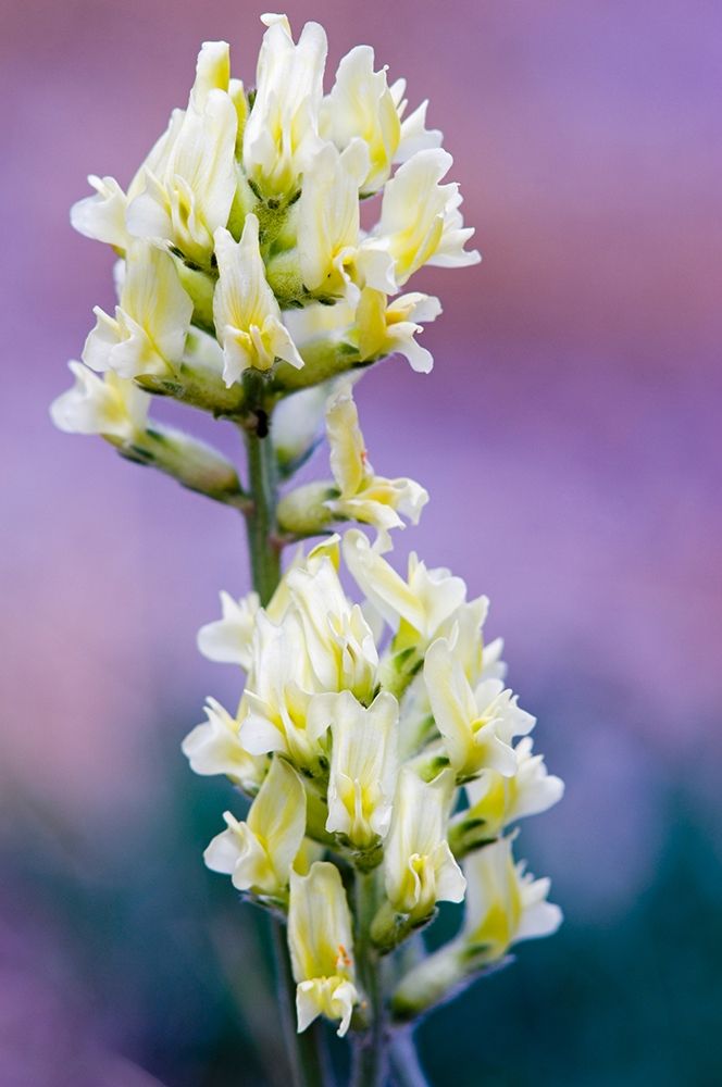 Canada-Alberta-Jasper National Park White and yellow locoweed blossoms